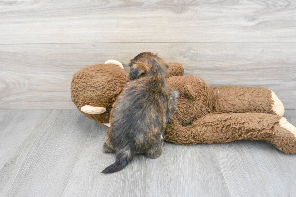 Playful Shorkie Designer Puppy