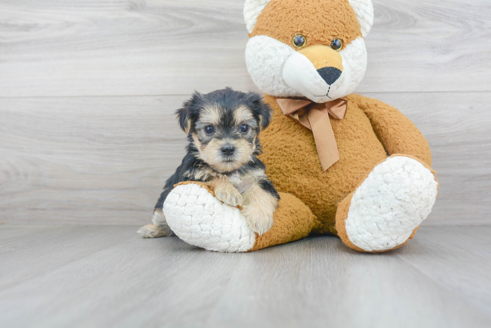 Fluffy Shorkie Designer Pup