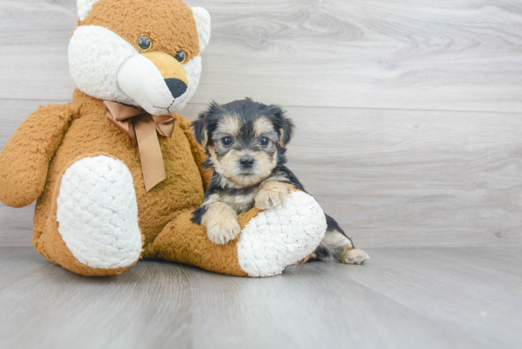 Popular Shorkie Designer Pup