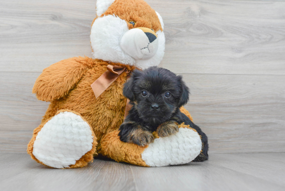 Petite Shorkie Designer Pup