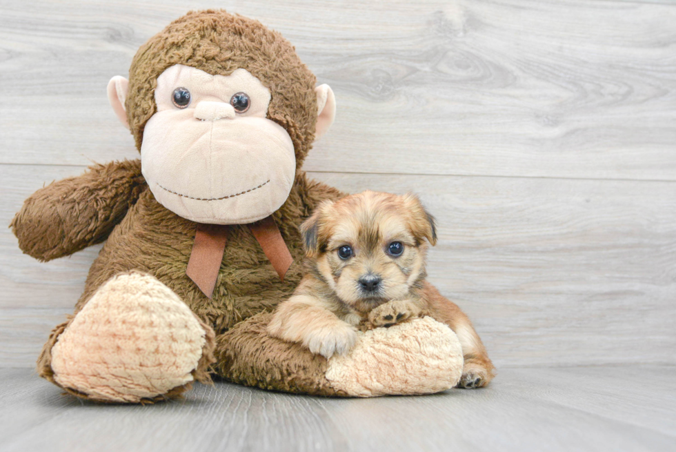 Best Shorkie Baby