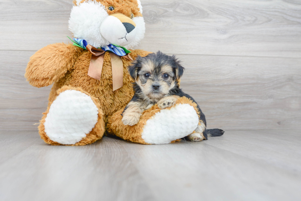 Shorkie Pup Being Cute