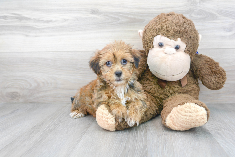 Shorkie Puppy for Adoption
