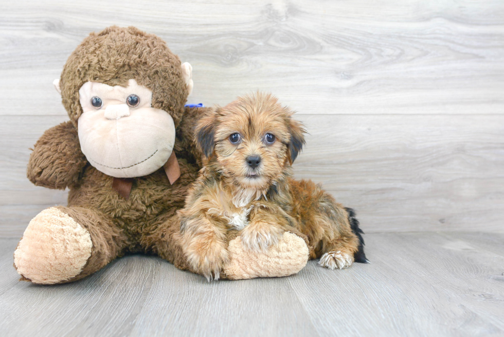 Cute Shorkie Designer Puppy
