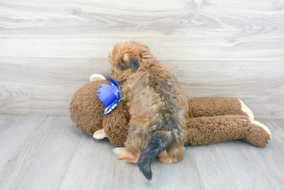 Cute Shorkie Designer Puppy