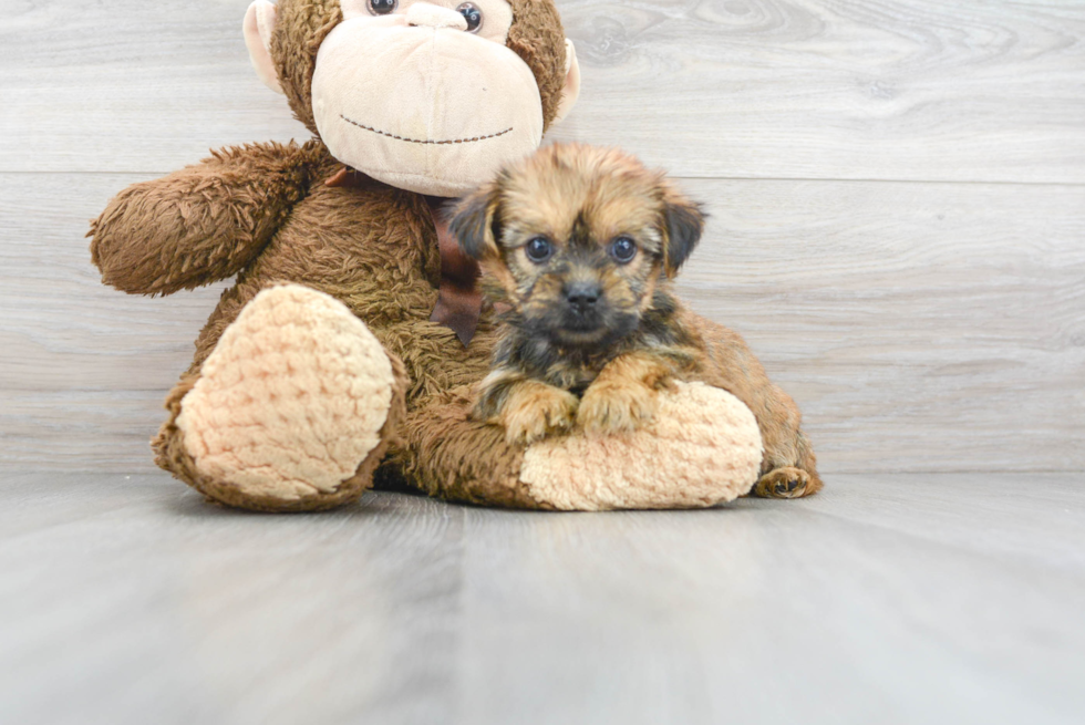 Popular Shorkie Designer Pup