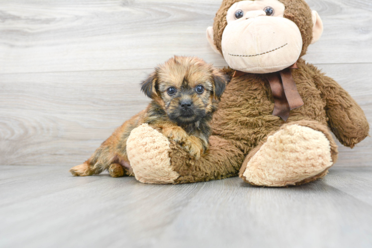 Best Shorkie Baby