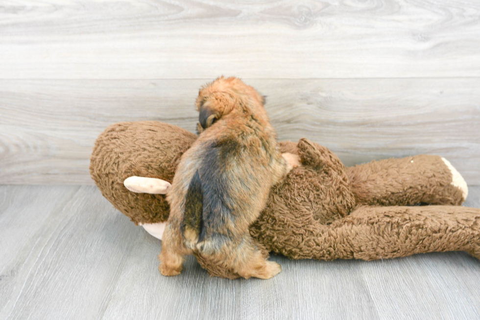 Best Shorkie Baby