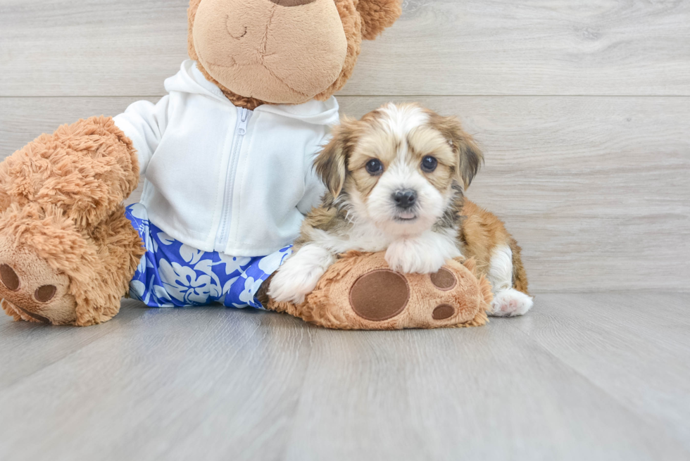 Shorkie Pup Being Cute