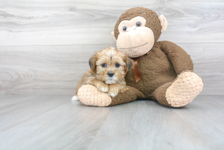 Adorable Shorkie Designer Puppy