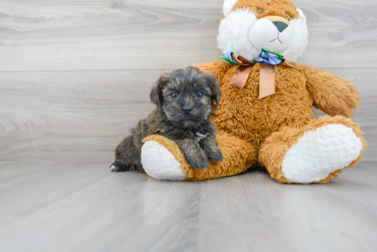 Petite Shorkie Designer Pup