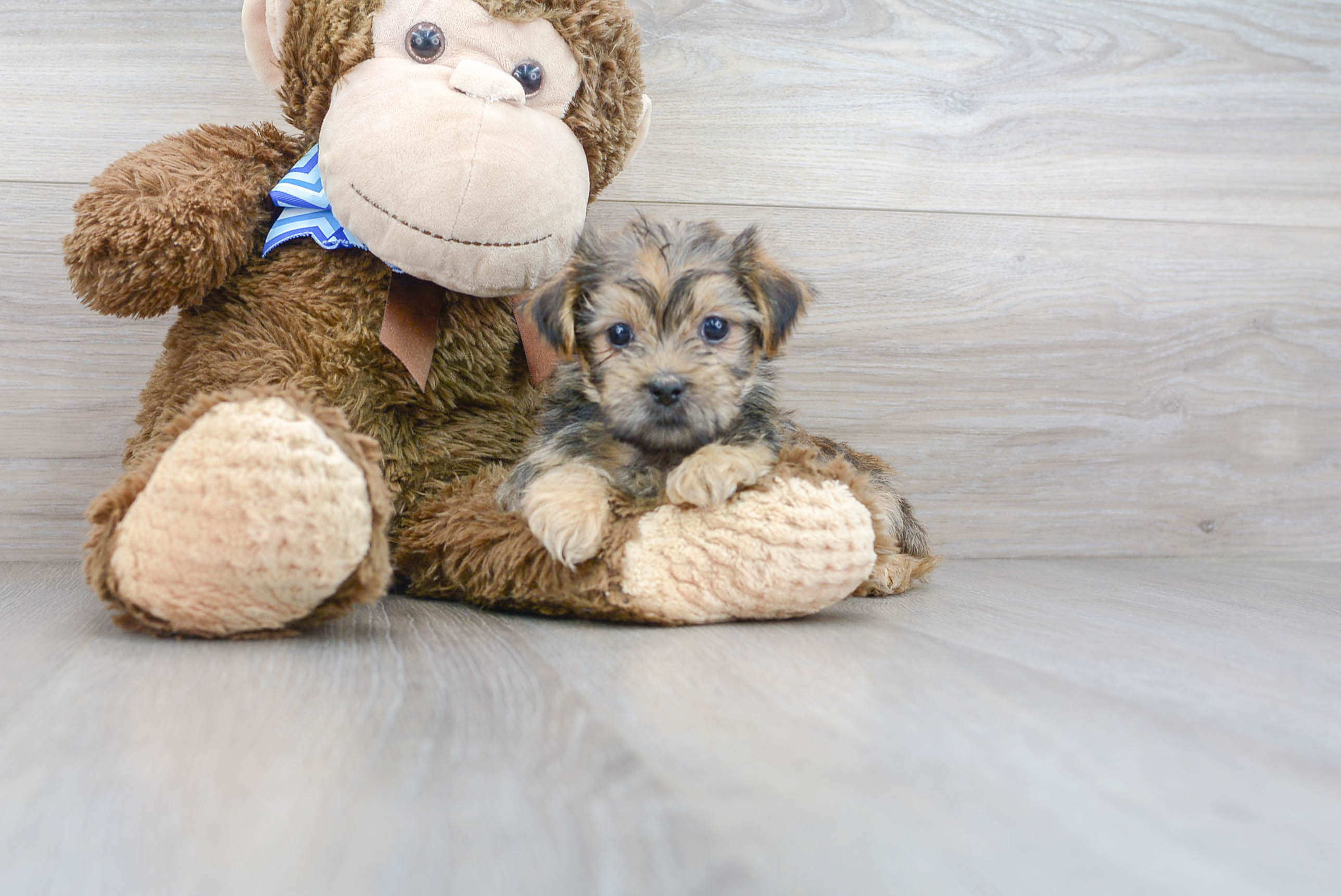 Smart Shorkie Designer Pup