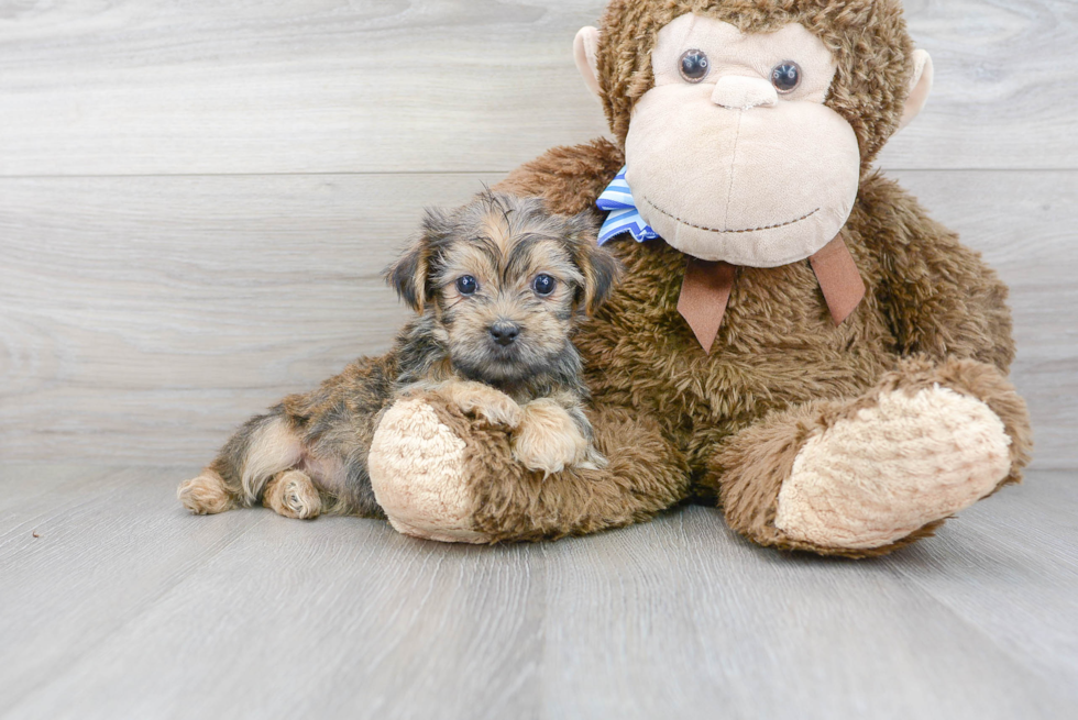 Happy Shorkie Baby