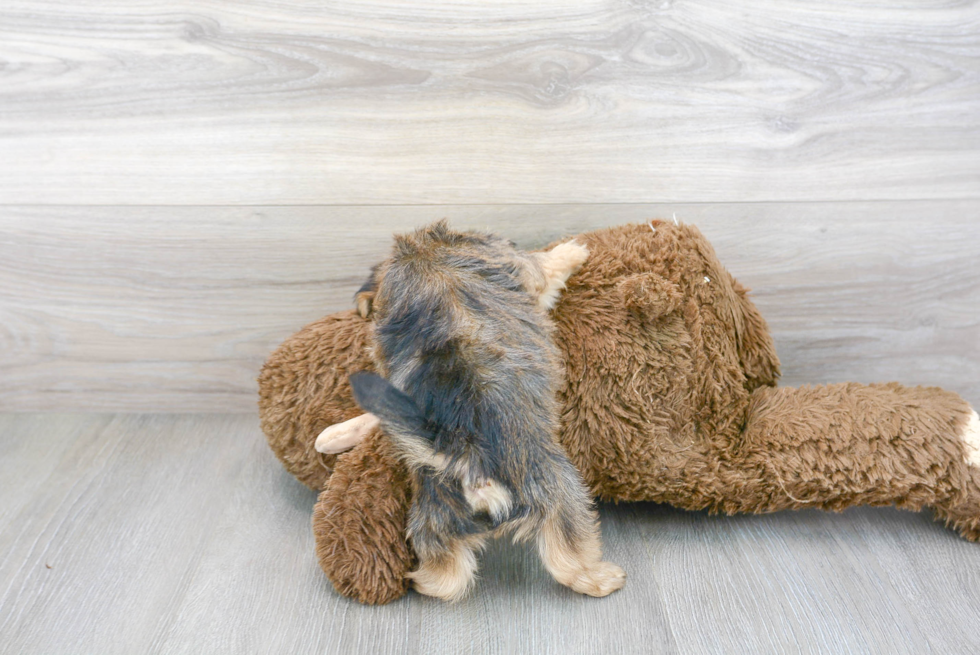 Popular Shorkie Designer Pup