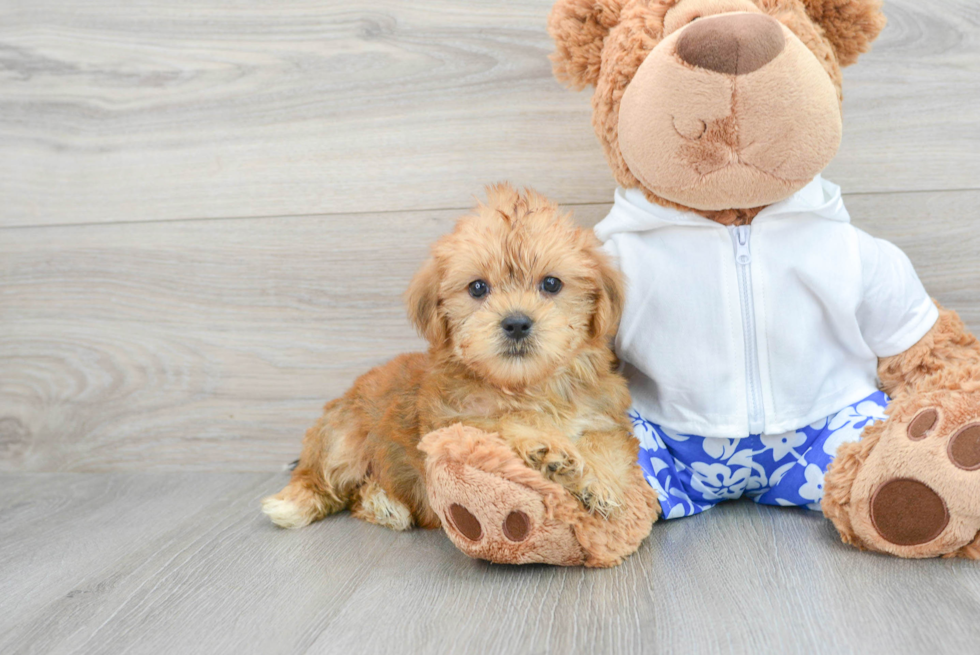 Fluffy Shorkie Designer Pup