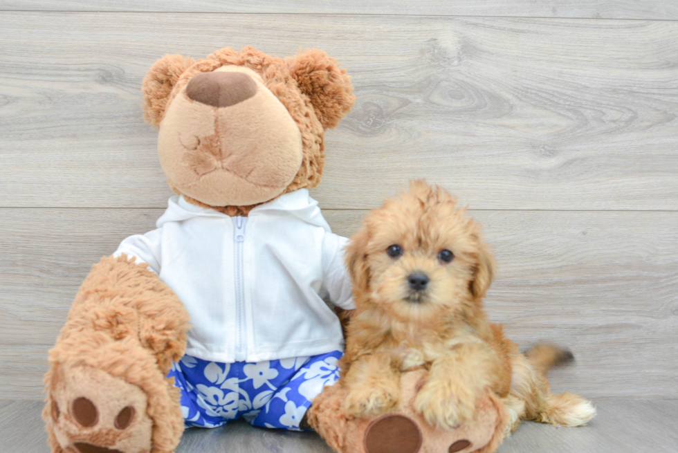 Fluffy Shorkie Designer Pup