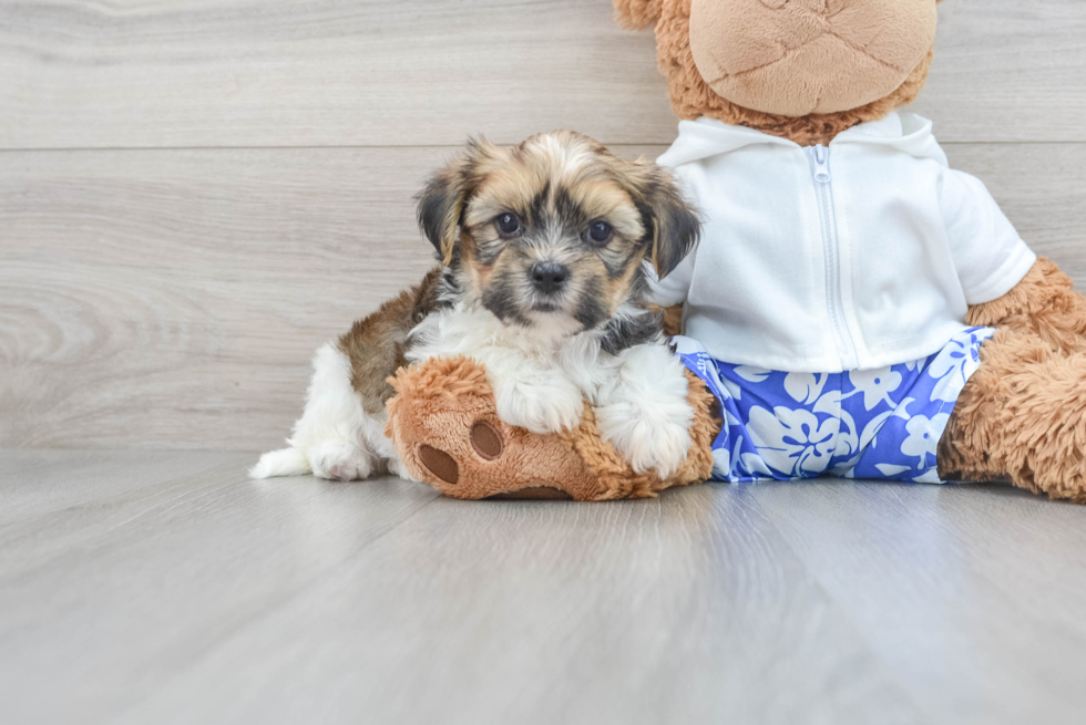 Popular Shorkie Designer Pup