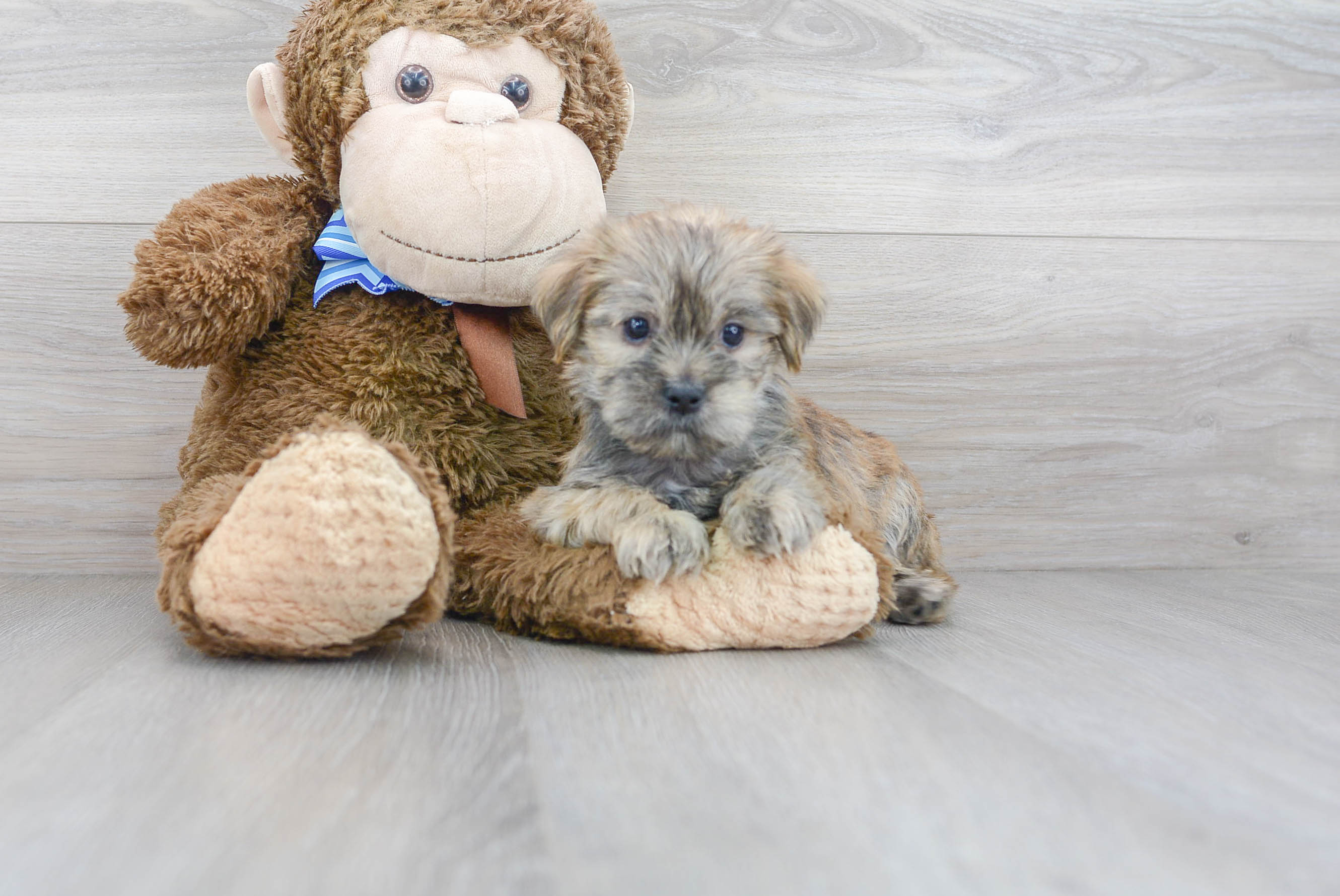 Best Shorkie Baby