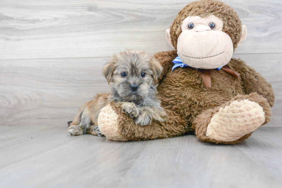 Fluffy Shorkie Designer Pup