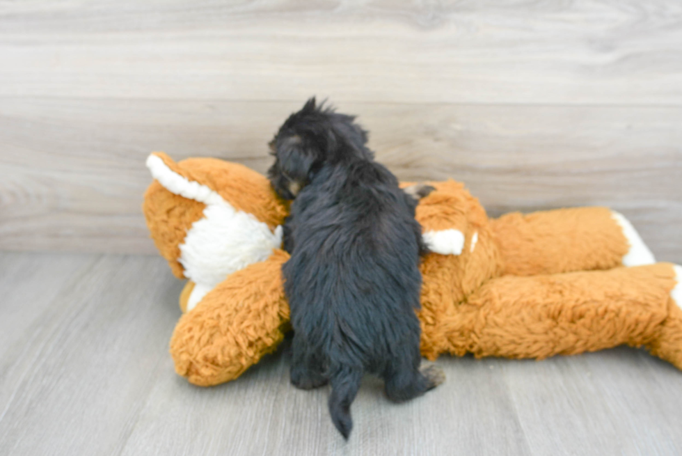 Playful Shorkie Designer Puppy