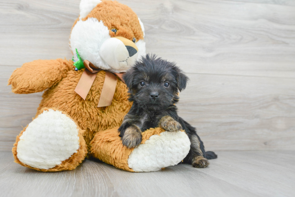 Cute Shorkie Baby