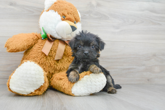 Cute Shorkie Baby