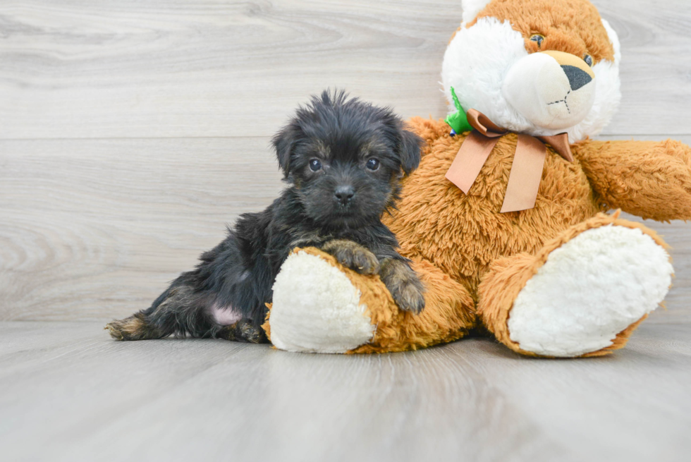 Shorkie Pup Being Cute