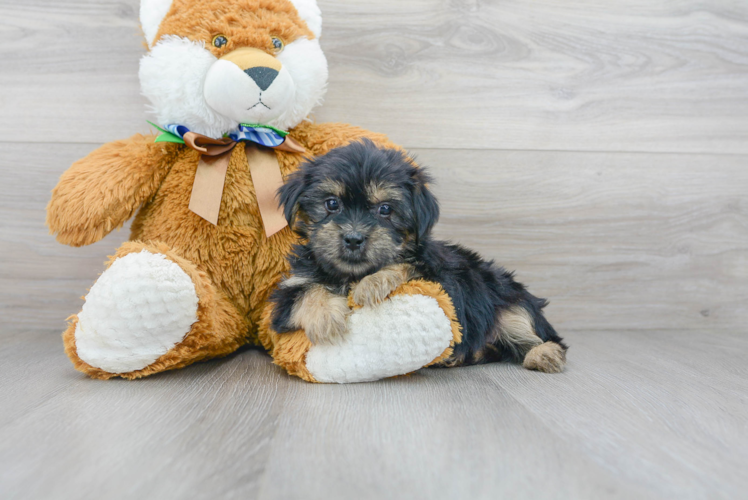 Shorkie Pup Being Cute