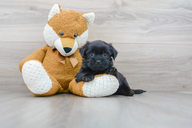 Shorkie Puppy for Adoption