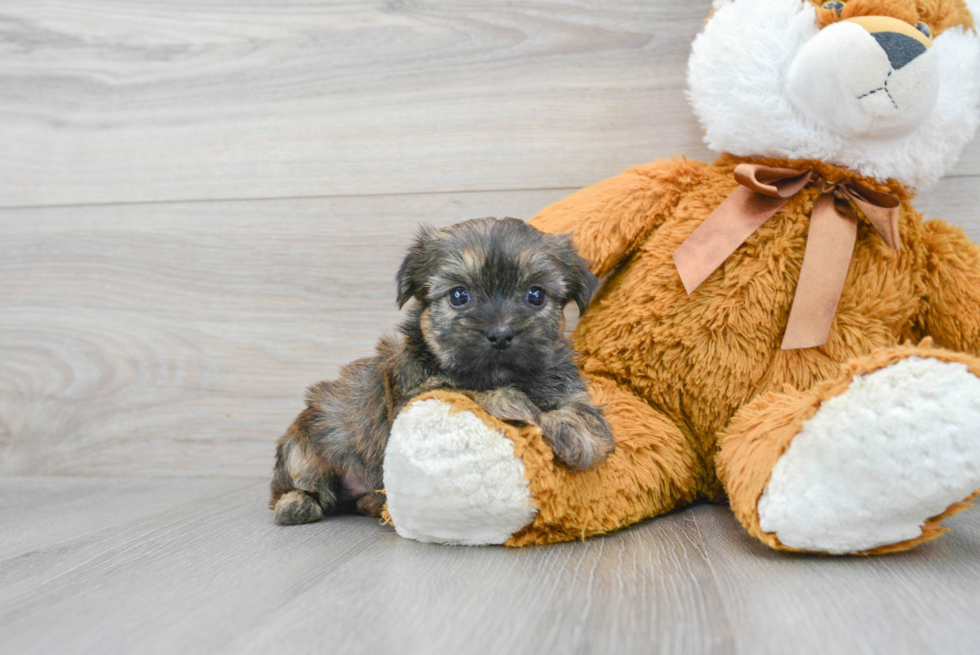 Shorkie Pup Being Cute