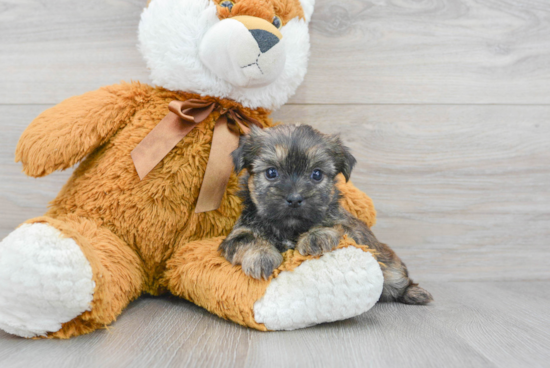 Shorkie Pup Being Cute