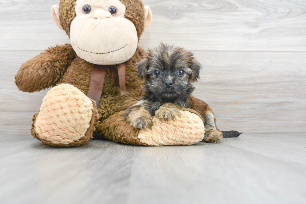 Hypoallergenic Shorkie Designer Puppy