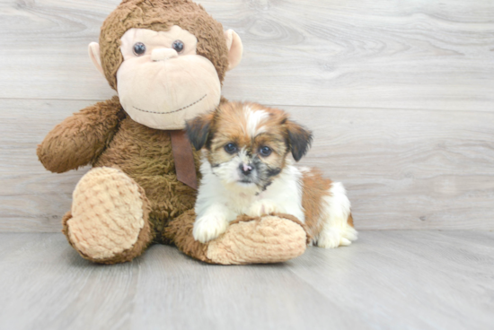 Shorkie Pup Being Cute