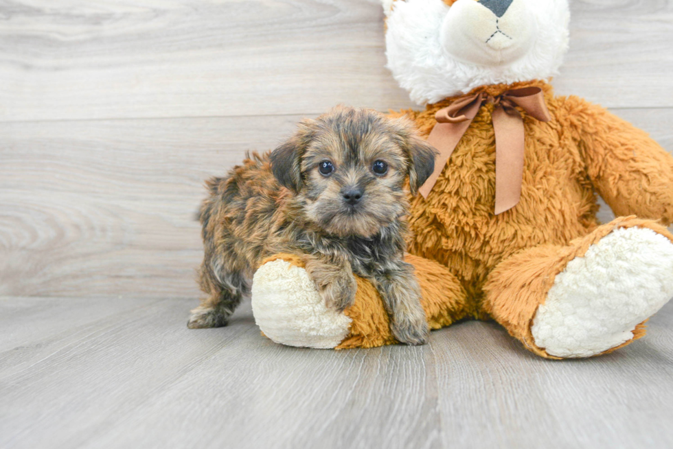 Shorkie Puppy for Adoption