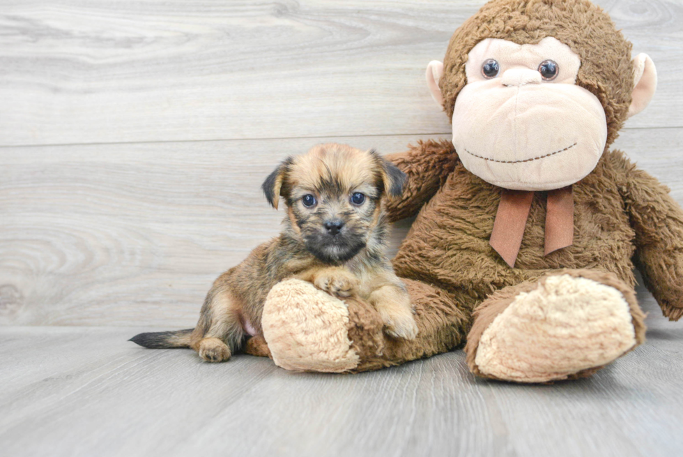 Shorkie Pup Being Cute