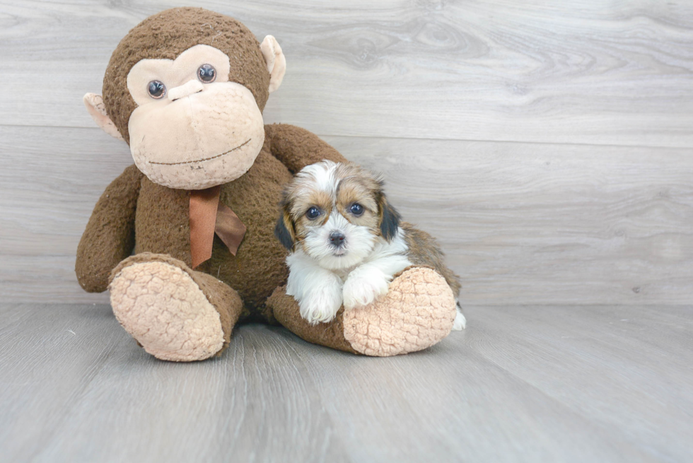 Playful Shorkie Designer Puppy