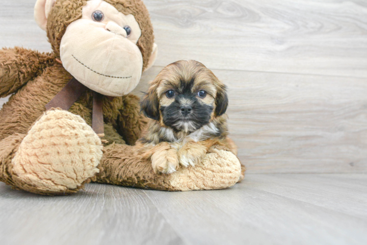 Shorkie Pup Being Cute