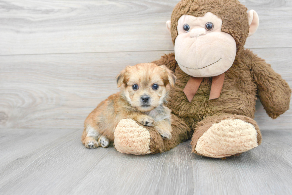 Cute Shorkie Baby
