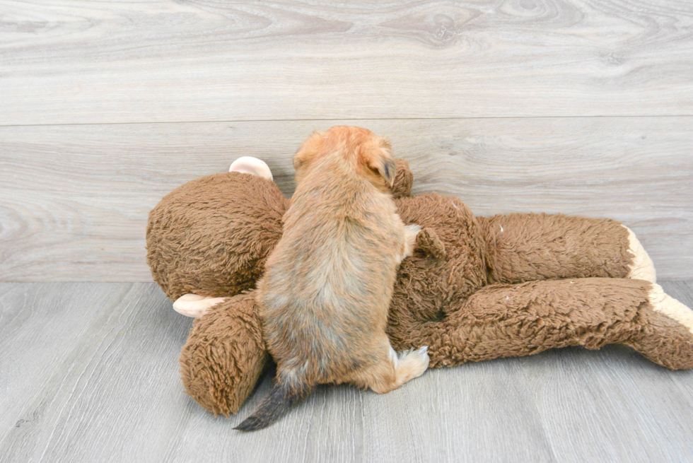 Best Shorkie Baby