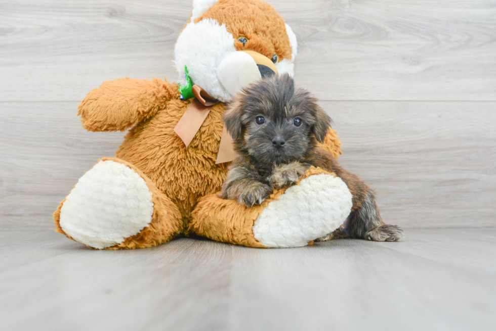 Shorkie Pup Being Cute