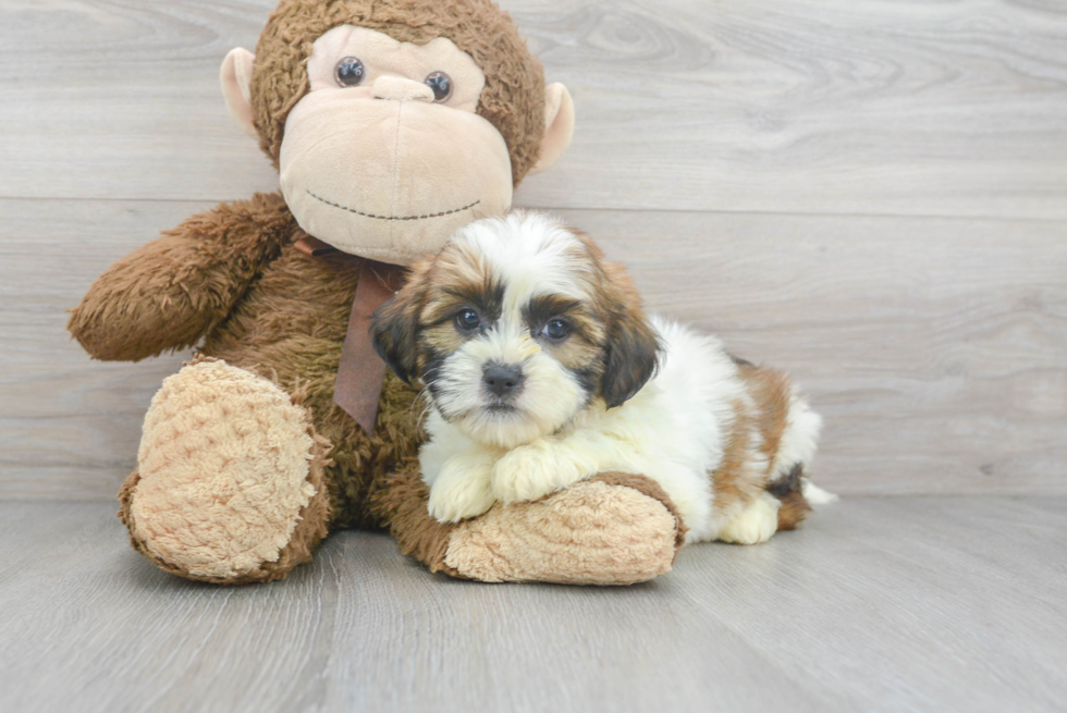 Adorable Shorkie Designer Puppy