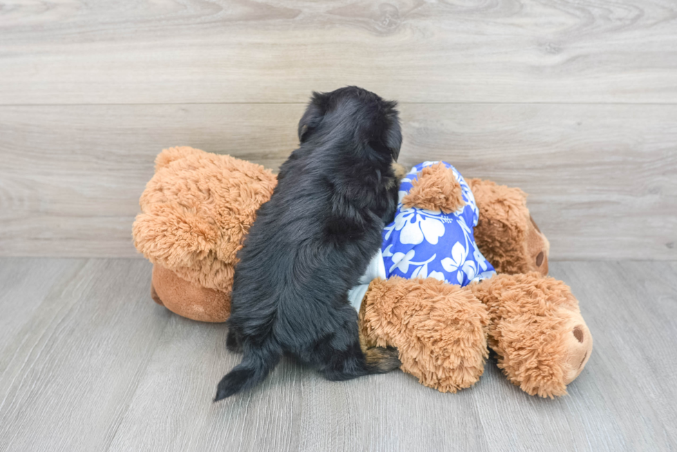 Shorkie Pup Being Cute