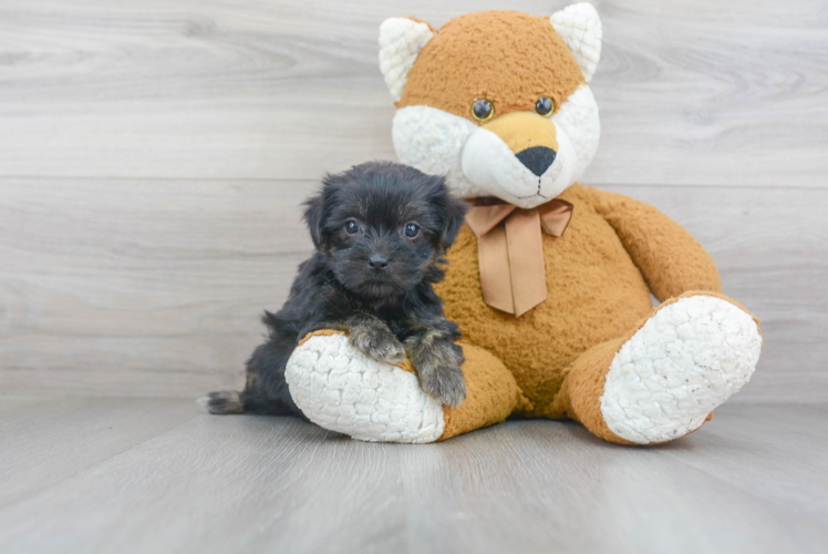 Fluffy Shorkie Designer Pup