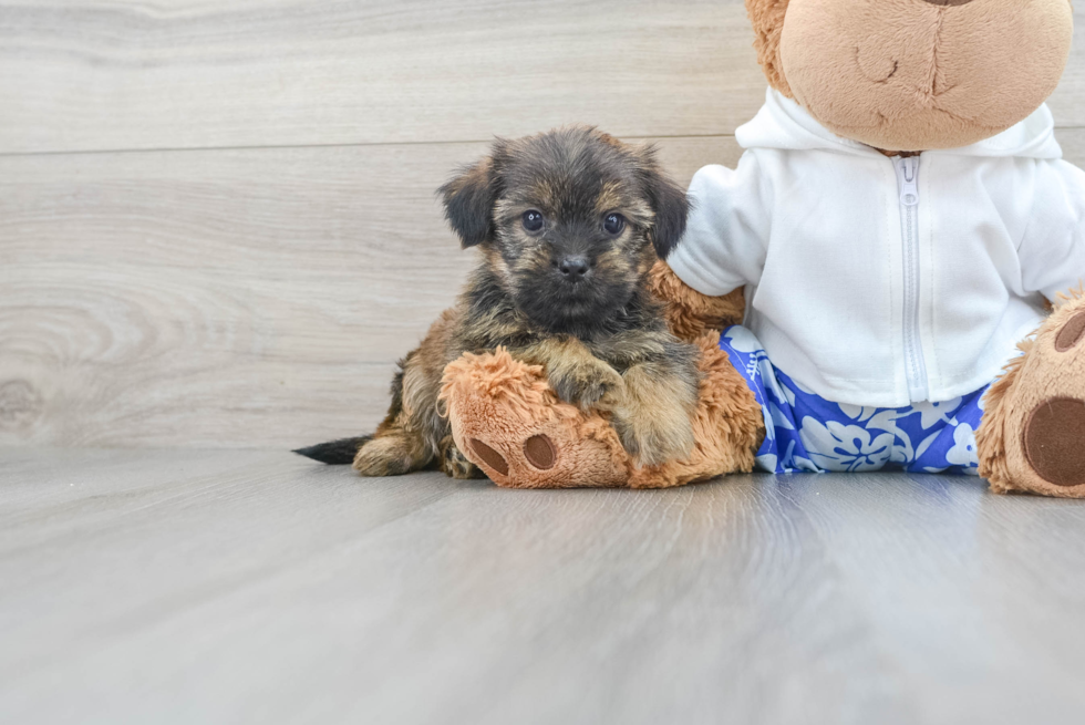 Hypoallergenic Shorkie Designer Puppy