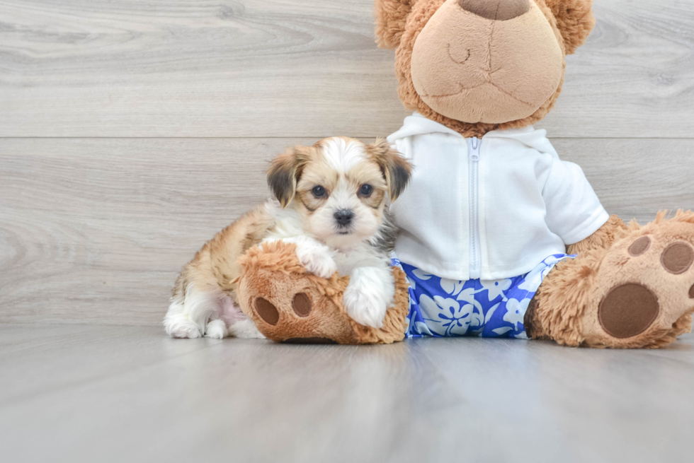 Smart Shorkie Designer Pup