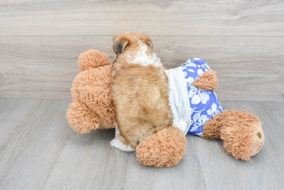 Little Shorkie Designer Puppy