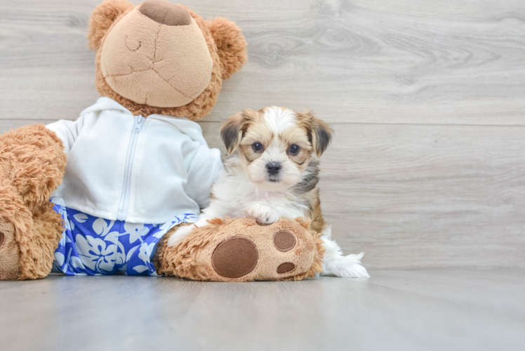 Best Shorkie Baby