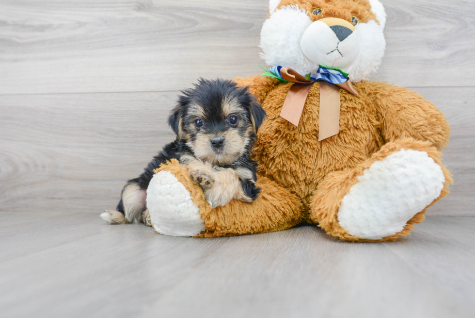 Energetic Shorkie Designer Puppy