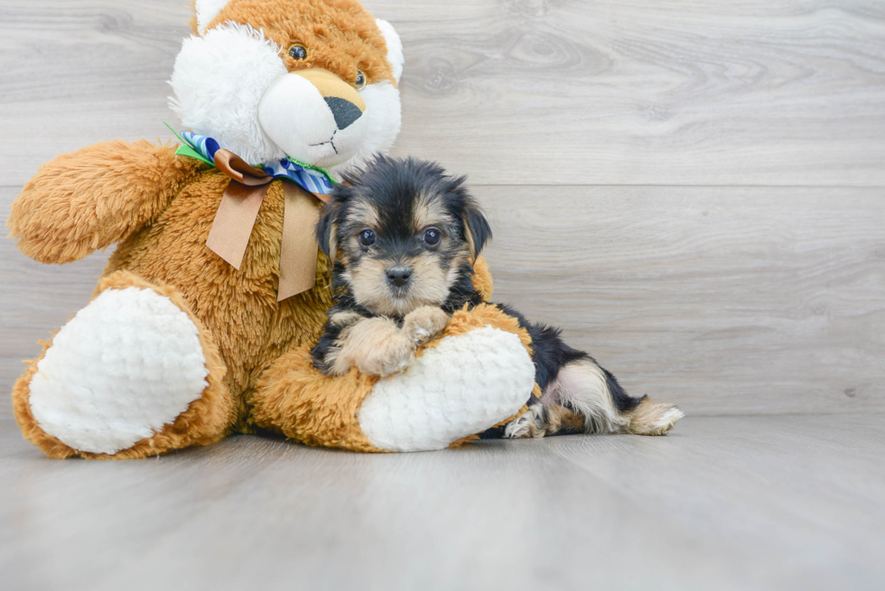 Popular Shorkie Designer Pup