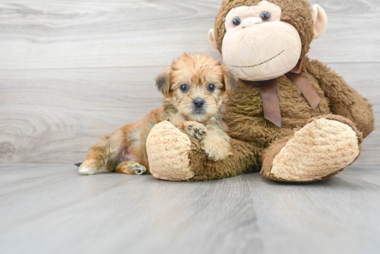 Shorkie Puppy for Adoption